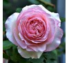 Роза плетистая Эден Роуз (Eden Rose)01